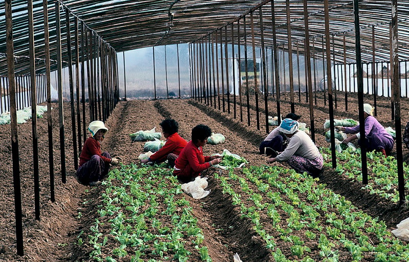 People harvesting crops in South Korea.