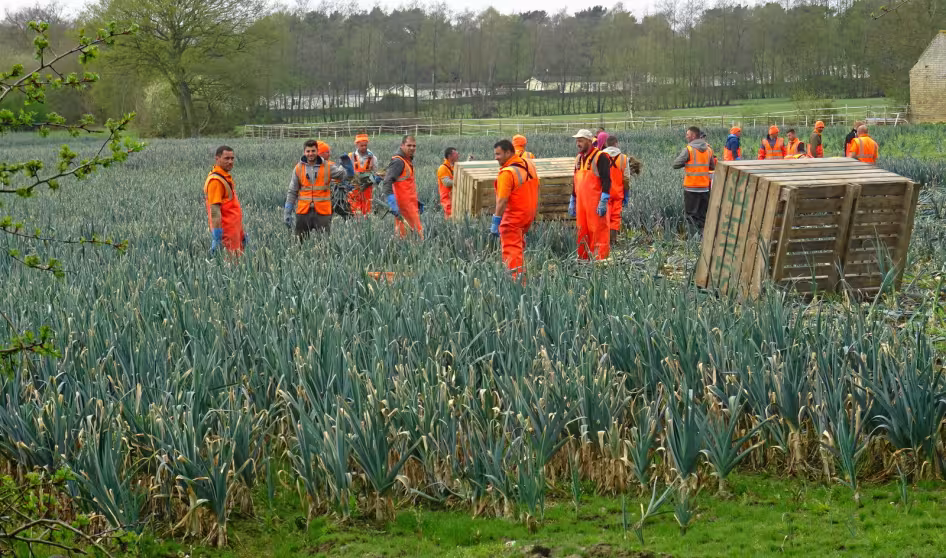 Seasonal workers harvesting leeks on a UK farm