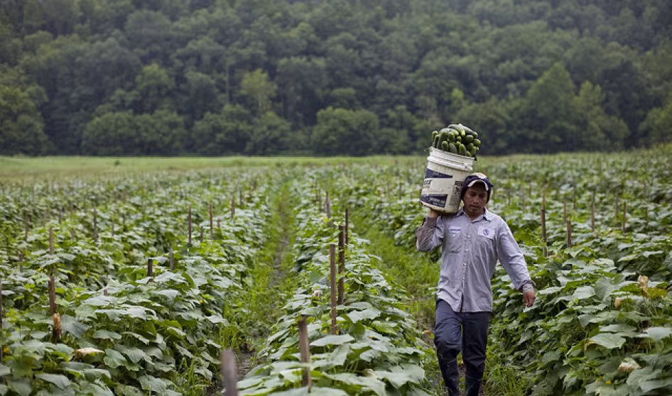 A migrant worker in Virginia carries cucumbers.