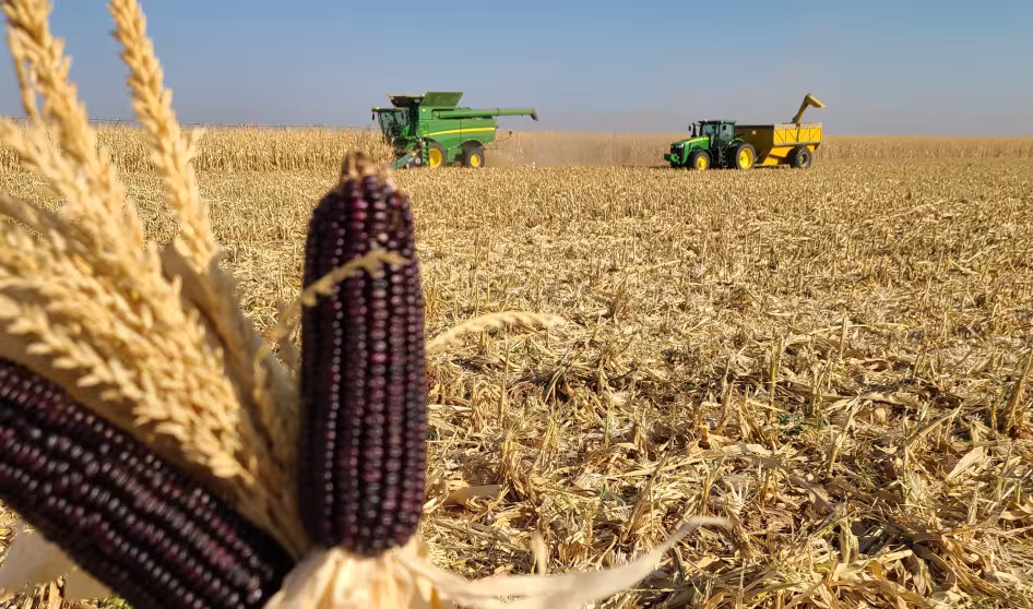 Organic Blue Corn from a farm in New Mexico