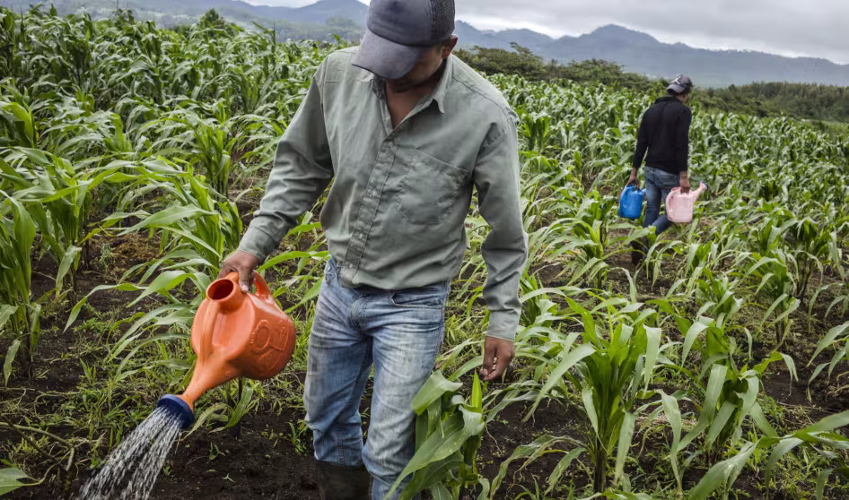 Two farmers working in a field of maize and avocados in Mexico.