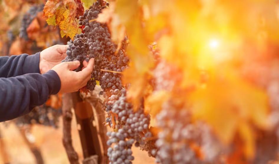 A farmer's hands as he inspects wine grapes