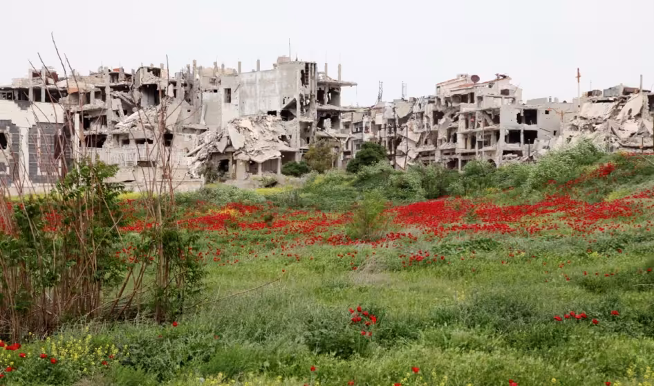 A field of flowers next to destroyed buildings in Homs, Syria