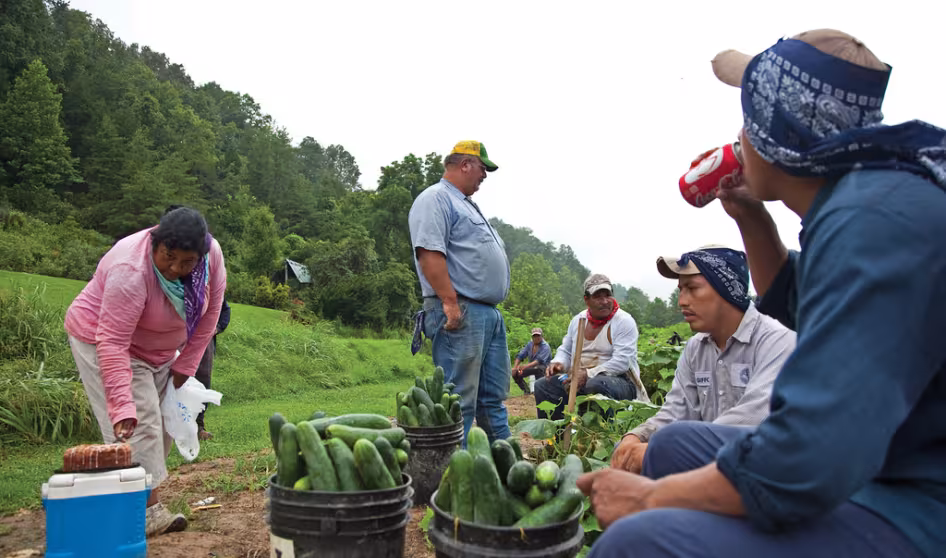 Agricultural workers break for lunch on a cucumber farm in Virginia.