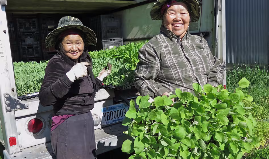 Hmong farmers in Minnesota