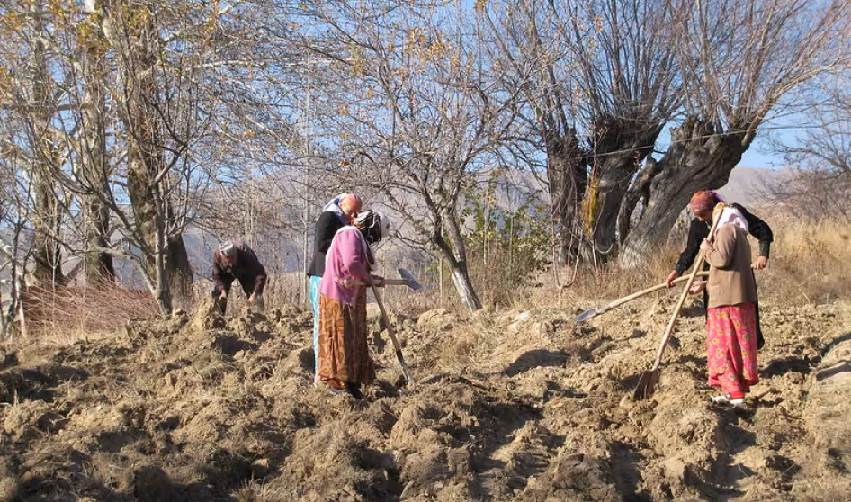 Tajik women working in a field
