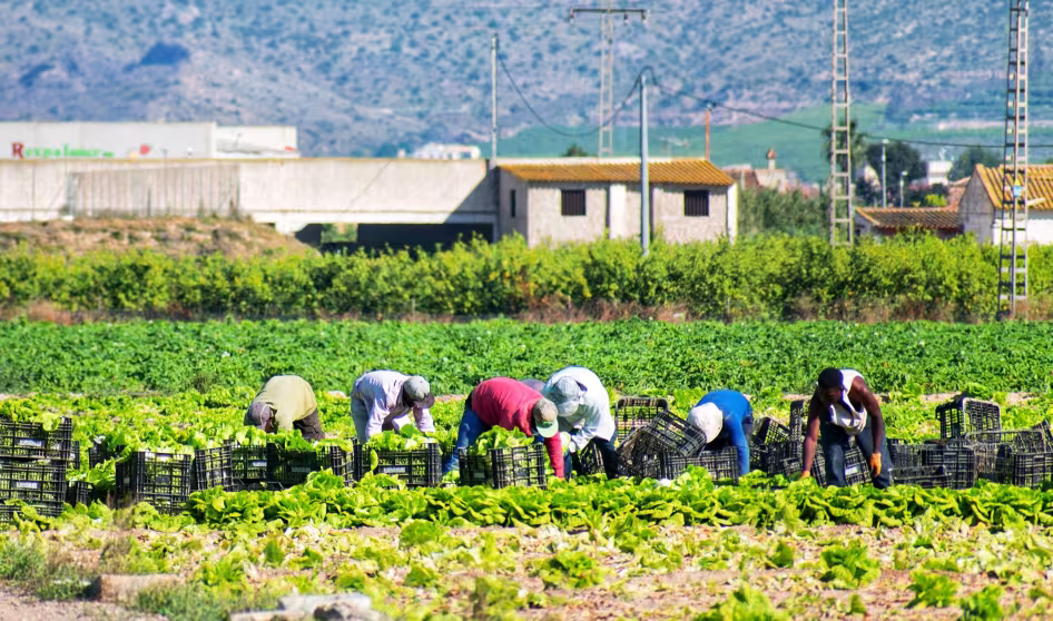 Farmworkers in Murcia, Spain