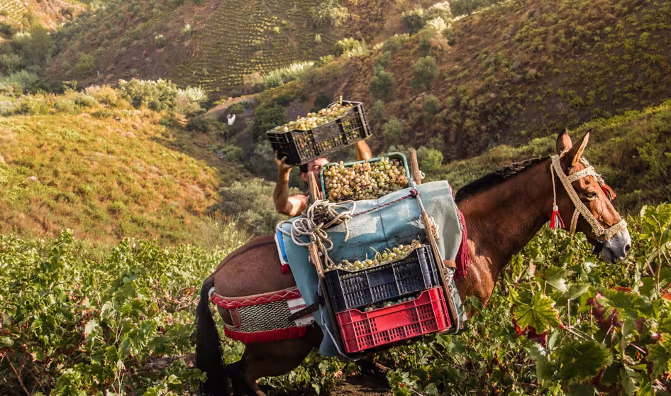 A farmer in Spain stacks boxes of grapes.