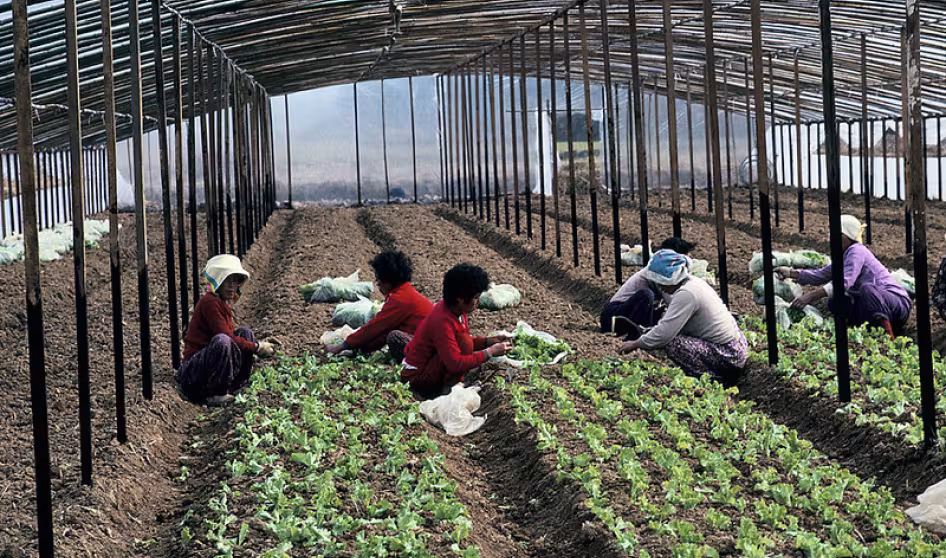 People harvesting crops in South Korea.