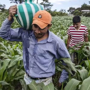 Guatemalan farmworkers working in field