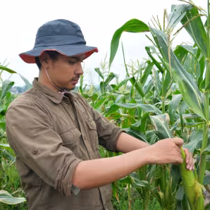 Central American worker checks corn in cornfield 