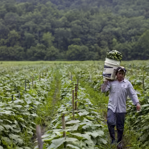 A migrant worker in Virginia carries cucumbers.