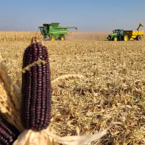 Organic Blue Corn from a farm in New Mexico