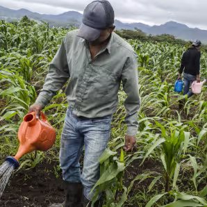 Two farmers working in a field of maize and avocados in Mexico.