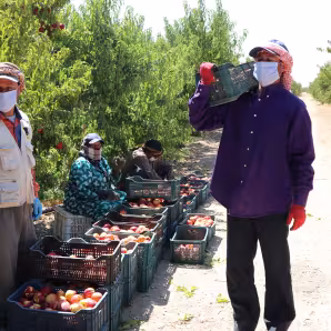 Migrant workers on a farm in Jordan