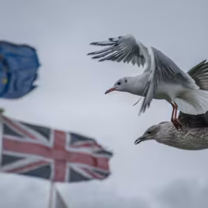 British and EU flags