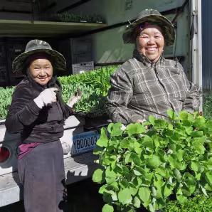 Hmong farmers in Minnesota