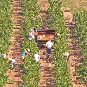 Grape pickers in France