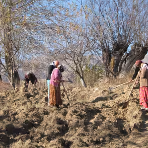 Tajik women working in a field