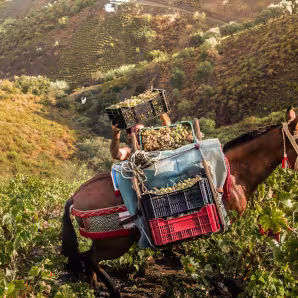 A farmer in Spain stacks boxes of grapes.