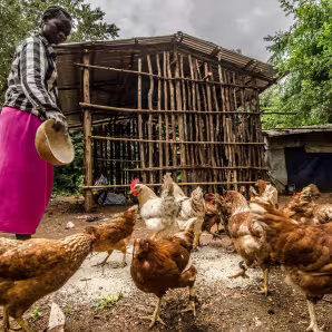 A woman feeds chickens in Ethiopia's Gambella region.