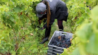 Woman in France working in a vineyard