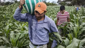 Guatemalan farmworkers working in field