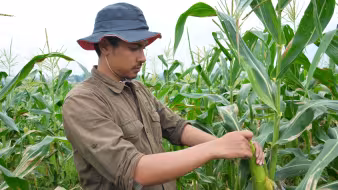 Central American worker checks corn in cornfield 