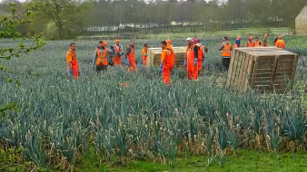 Seasonal workers harvesting leeks on a UK farm