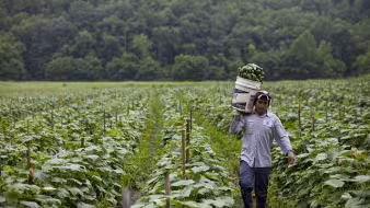 A migrant worker in Virginia carries cucumbers.