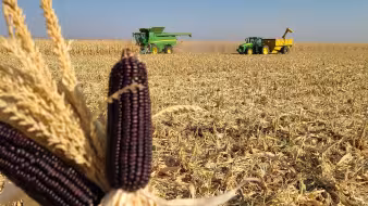 Organic Blue Corn from a farm in New Mexico