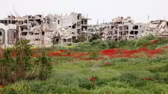 A field of flowers next to destroyed buildings in Homs, Syria