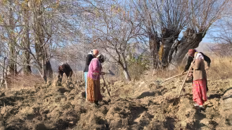 Tajik women working in a field