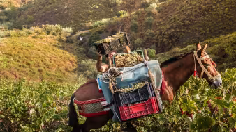 A farmer in Spain stacks boxes of grapes.