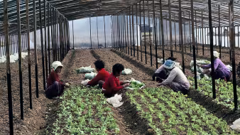 People harvesting crops in South Korea.
