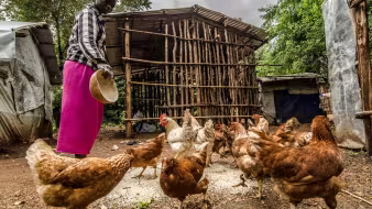 A woman feeds chickens in Ethiopia's Gambella region.