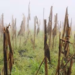 Fog rolls through a fieldin Guatemala. (Photo: Tory Taylor/USAID)